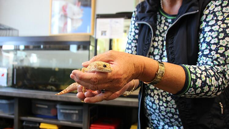 Die Tiere brauchen in ihrem Gehege auch eine UV-Lampe, um überleben zu können. Foto: Mützel