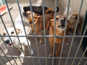 Tierheim Würzburg mit ungewöhnlichem Aufruf: "Haben uns am Ende immer hängen lassen":