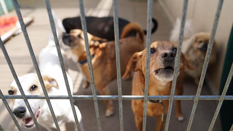 Tierheim Würzburg mit ungewöhnlichem Aufruf: "Haben uns am Ende immer hängen lassen":