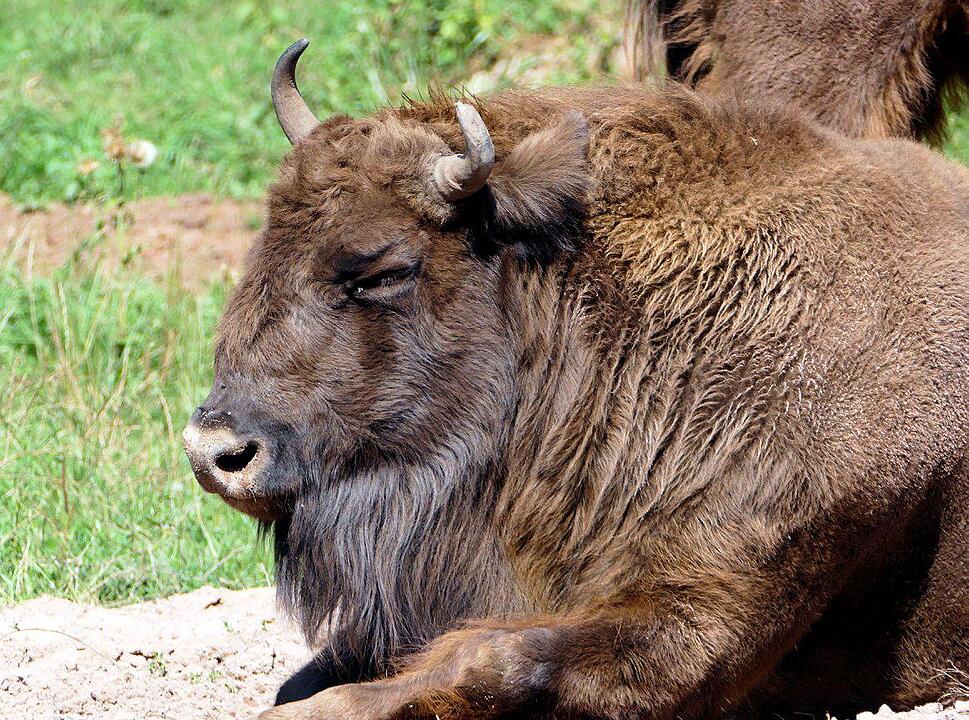 Ein Besuch im Wildtierpark Schloss Tambach. Danke an inFrankenPix-Nutzer herzolife!