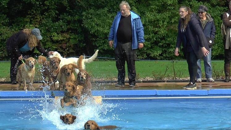 Das siebenk&ouml;pfige Golden Retriever-Rudel aus W&uuml;rzburg war sehr begeistert von k&uuml;hlen Na&szlig;.