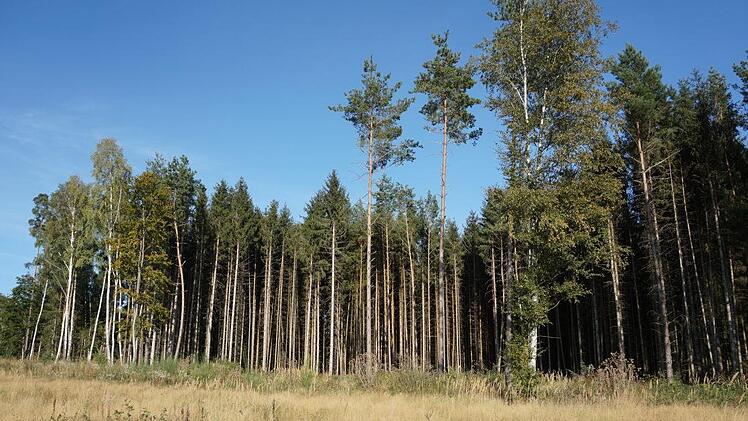 Der Wald beim Gewerbegebiet am Buchrasen ist geschädigt. Hier ist eine Waldrandgestaltung angesagt. Foto: Marion Eckert