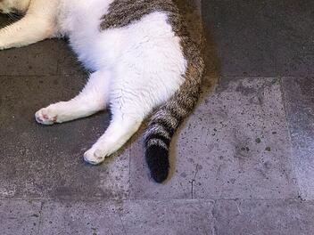 Schlafende Katze