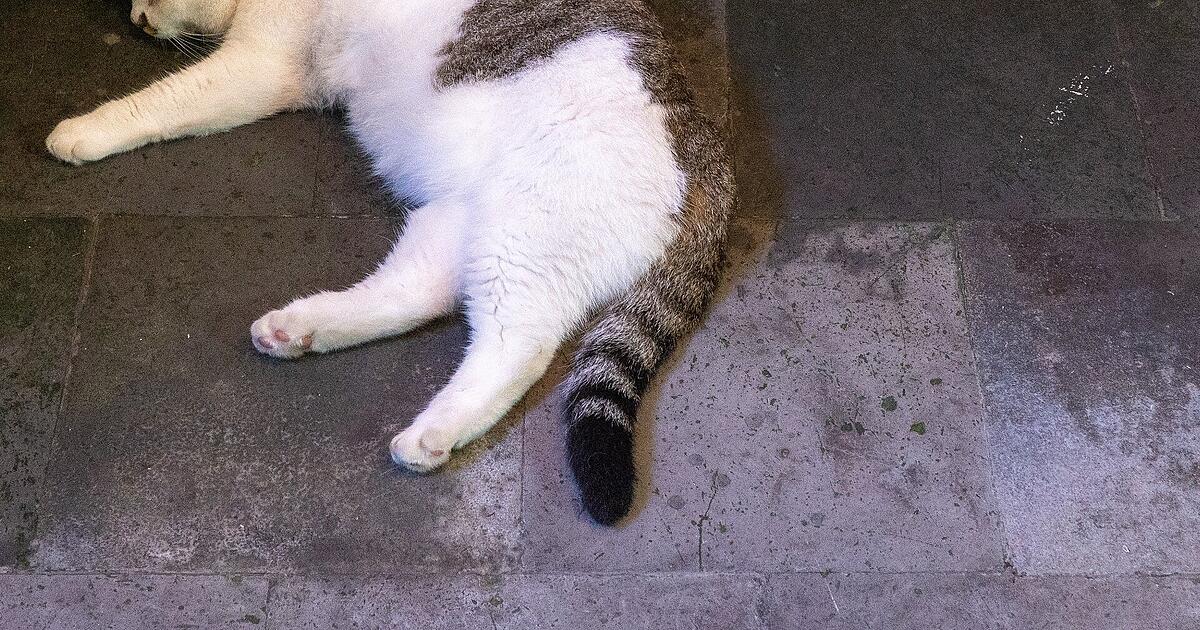 Cats found dead in Erlangen - | 'Beloved family members' poisoned?