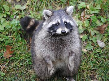 Landkreis Bad Kissingen: Niedliches Tier oder doch eher eine Plage? So sollte man mit Waschb&auml;ren umgehen