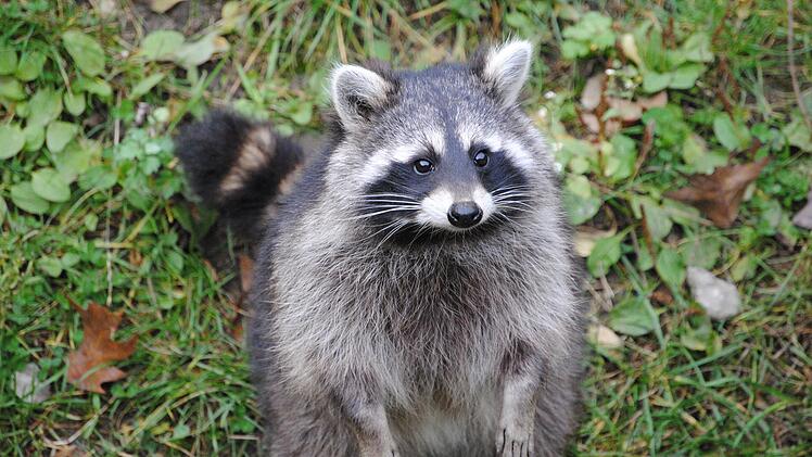 Landkreis Bad Kissingen: Niedliches Tier oder doch eher eine Plage? So sollte man mit Waschbären umgehen
