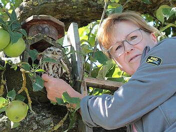 Coburg: Verletzter Steinkauz gesund gepflegt und freigelassen - warum er in Bayern als gef&auml;hrdet gilt