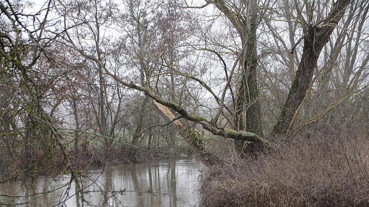 Büsche, die in die Aisch hineinwachsen, wie hier bei Mailach und Sterpersdorf, sind durchaus gewollt.