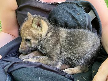 Bad Kissingen: Tierschützerin berichtet von Wolfswelpen-Fund in der Rhön - "gab es so noch nie" Bad Kissingen: Tierschützerin berichtet von Wolfswelpen-Fund in der Rhön - "gab es so noch nie"