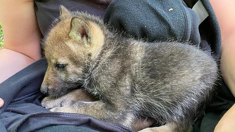 Bad Kissingen: Tierschützerin berichtet von Wolfswelpenfund in Franken - "gab es so noch nie"