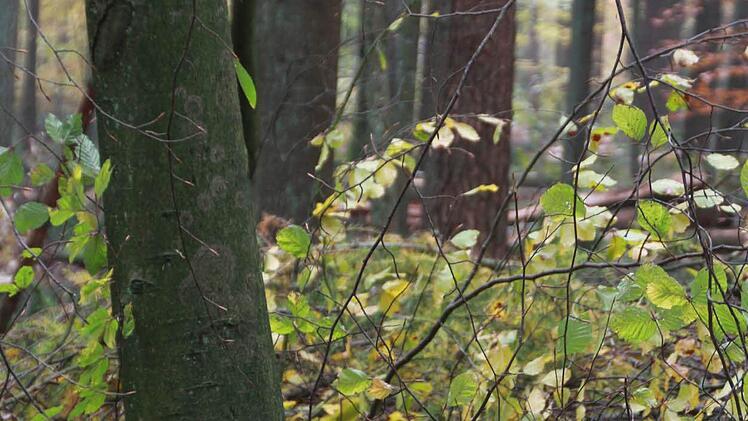 Stadtförster Alexander Maunz erklärt, warum ein Rundumschlag dem Wald neue Kraft verleiht und warum Kroatien für den Kissinger "Wald der Zukunft" Vorbild sein kann. Foto: Carmen Schmitt