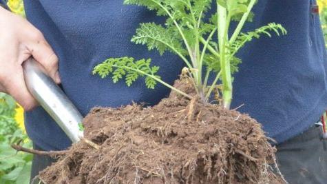 Lockerer gut durchwurzelter Boden - das ist es, was Florian Dünisch mit dem Anbau von Zwischenfrüchten erreichen will.