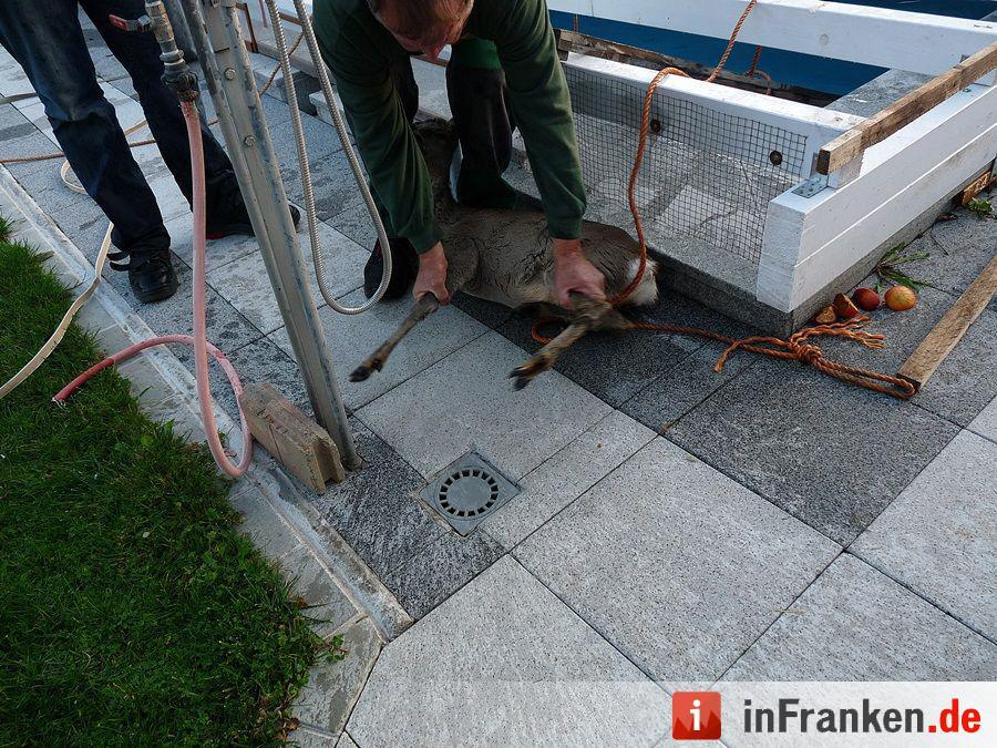 Reh fällt in den Pool und wird gerettet