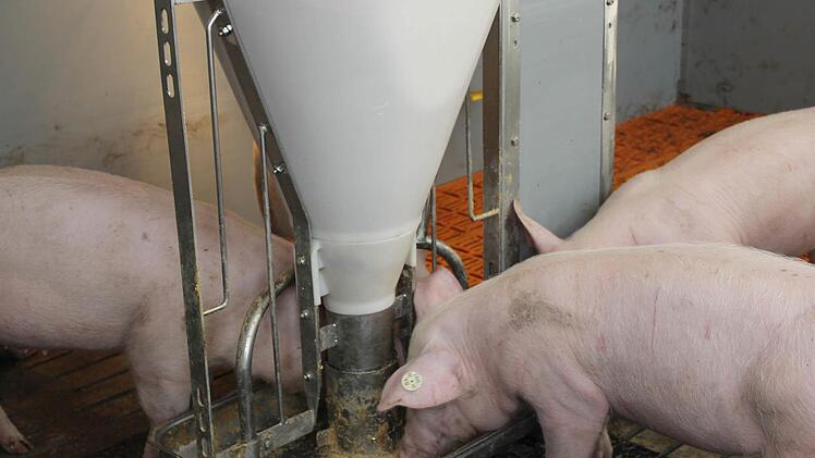 Der Trog sollte immer so groß sein, dass alle Schweine gleichzeitig daran fressen können.