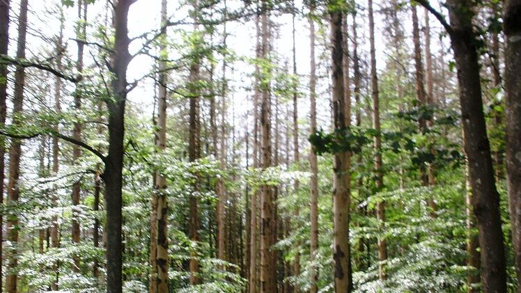 Eindrücke von der Informationsfahrt in den Bayerischen Wald. Foto: Friedwald Schedel
