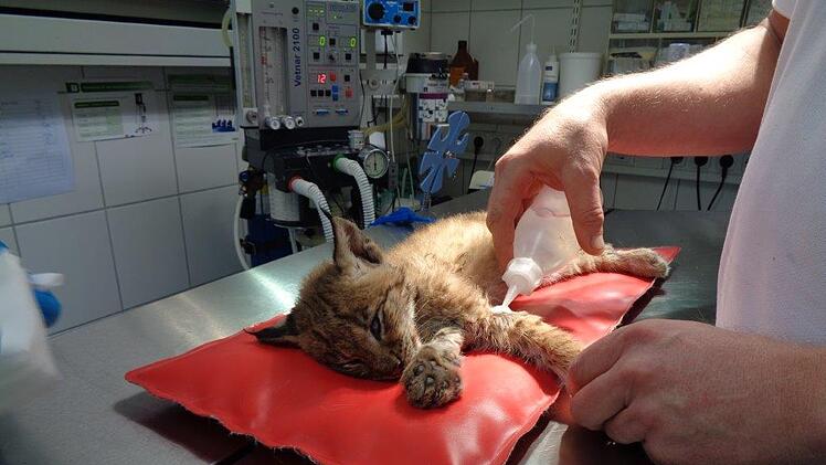 Luchs-Baby bei Tierarzt in der Oberpfalz