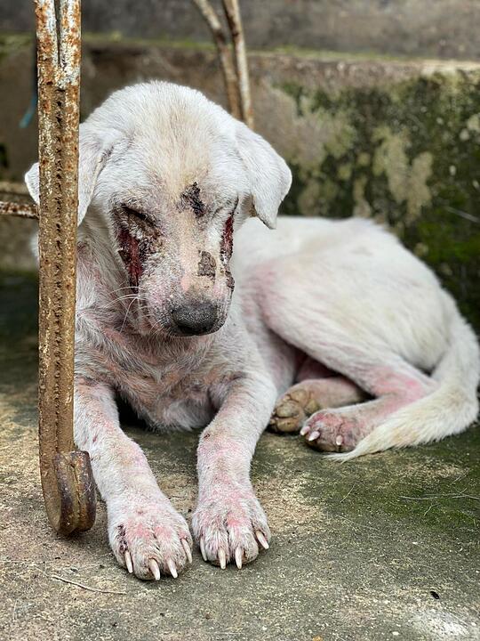 Eileen aus Franken (20) wandert aus, um Hunde zu retten - dann folgen Morddrohungen