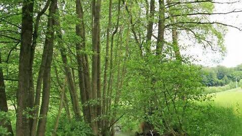 Unberührte Natur im Oehrbachtal