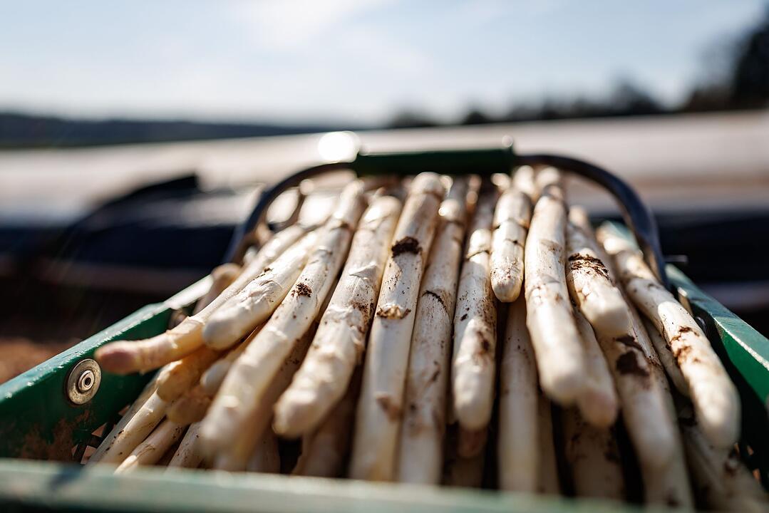 Erster Spargel wird geerntet - Saison startet im April richtig