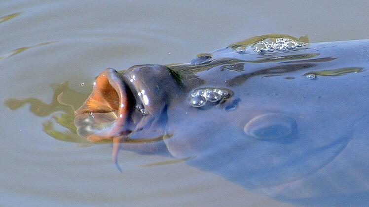 Symbolfoto: Hartmut Reeh/dpa