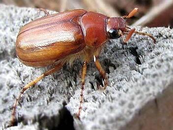 Rhizotrogus cicatricosus ist ein kleiner Verwandter des Maikäfers. Foto: Ulrich Schaffrath