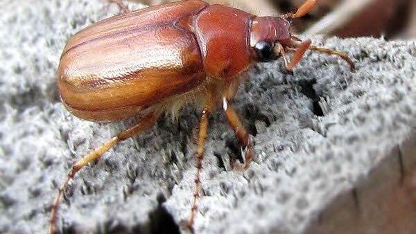 Rhizotrogus cicatricosus ist ein kleiner Verwandter des Maikäfers. Foto: Ulrich Schaffrath