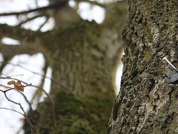 Eine Trauerweide in Unterneuses ist mit einer Plakette versehen - die Nummer 161152 liefert alle nötigen Informationen zum Baum, innerhalb weniger Sekunden.  Fotos: Sarah Stieranka