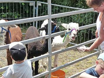 Ponyreiten und Alpakastreicheln gefiel vor allem den Kindern  Foto: Schaumberg Agrartourismus
