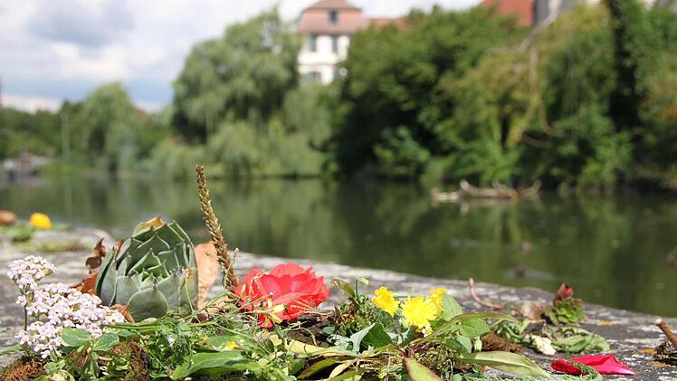 Ein kleiner Teil der in der Stadt gesammelten Pflanzen.