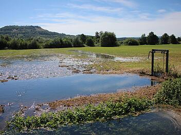 Wässerwiesen im Wiesenttal, im Hintergrund das Walberla Foto: Landratsamt Forchheim