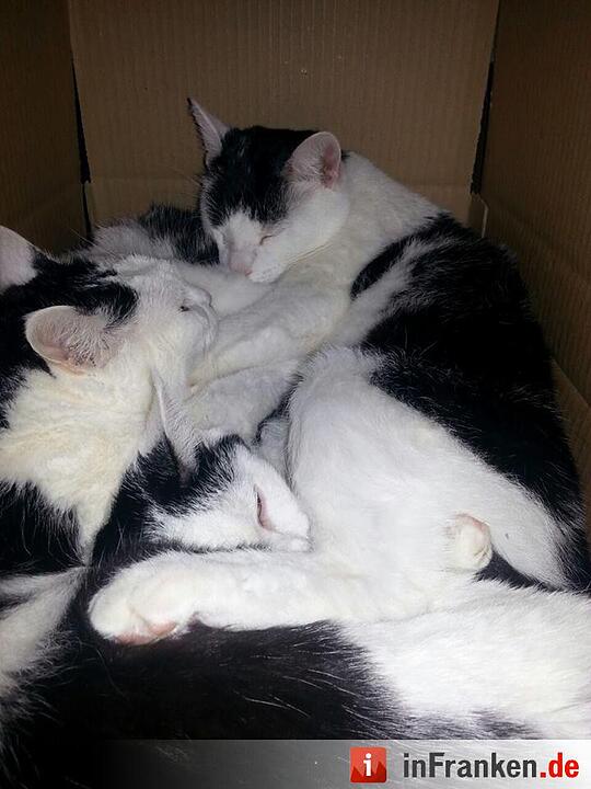 Foto: Simone Hofmann