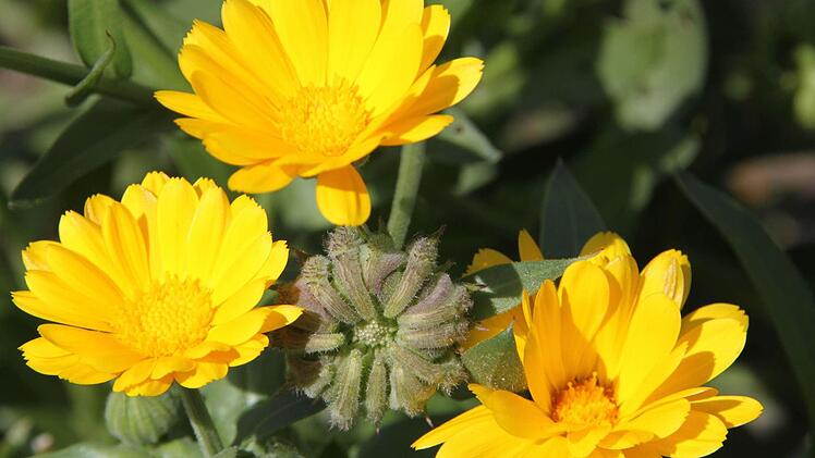 Ringelblume: Die Ringelblume ist in vielen Gärten zu finden. Ein Klassiker ist die Verarbeitungzu Ringelblumensalbe, die beruhigend auf die Haut wirkt und eine leicht desinfizierende Wirkung hat. "Man kann die Blütenblätter auch gut in einen Salat mischen", erklärt Edith Wagner.