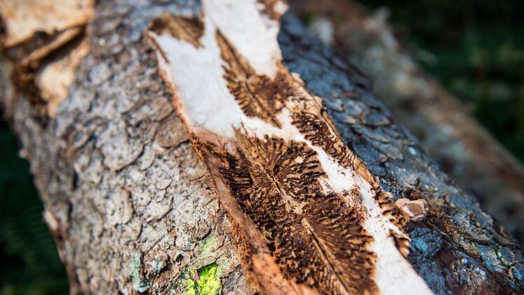 Eine vom Borkenkäfer befallene Fichte liegt auf dem Waldboden. Unter der Rinde kann man das Fraßbild der Buchdrucker-Käferlarven sehen. Wenn der Borkenkäfer gefunden wird, hilft es nur, befallene Bäume so schnell wie möglich aus dem Wald zu schaffen. Lino Mirgeler/dpa