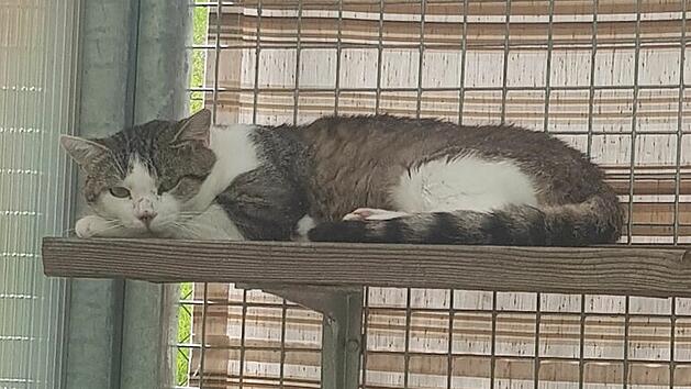 Kater Milo aus Tierheim Bamberg braucht Zuhause