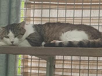 Kater Milo aus Tierheim Bamberg braucht Zuhause