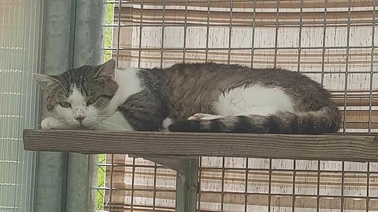 Kater Milo aus Tierheim Bamberg braucht Zuhause
