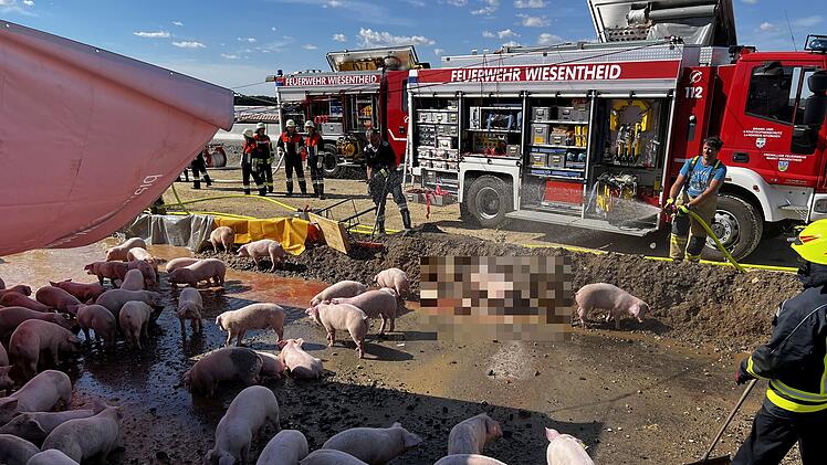 Schweinetransporter auf A3 im Kreis Kitzingen umgekippt