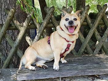 Tierheim Nürnberg: Hündin Bumblebee wurde "einfach entsorgt"
