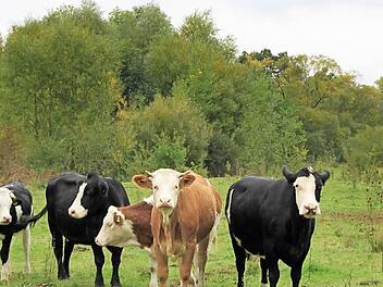 Jede Menge Grünfutter finden die Rinder auf der zehn Hektar großen Maininsel vor - dass sie die Vegetation niederhalten ist beabsichtigt.