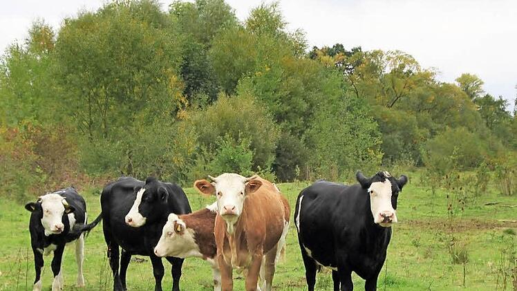 Jede Menge Grünfutter finden die Rinder auf der zehn Hektar großen Maininsel vor - dass sie die Vegetation niederhalten ist beabsichtigt.