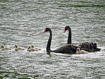 Die schwarzen Schwäne in der Rosenau haben Nachwuchs bekommen. Parallel dazu haben Mitarbeiter der Schloss- und Gartenverwaltung Coburg ein neues Schwanenhäuschen nach historischem Vorbild gebaut. Als Vorlage für den Bau diente ein um 1850 entstandener "Entwurf zu einem Schwanenhäuschen auf die Herzogliche Rosenau". Fotos: Jochen Berger