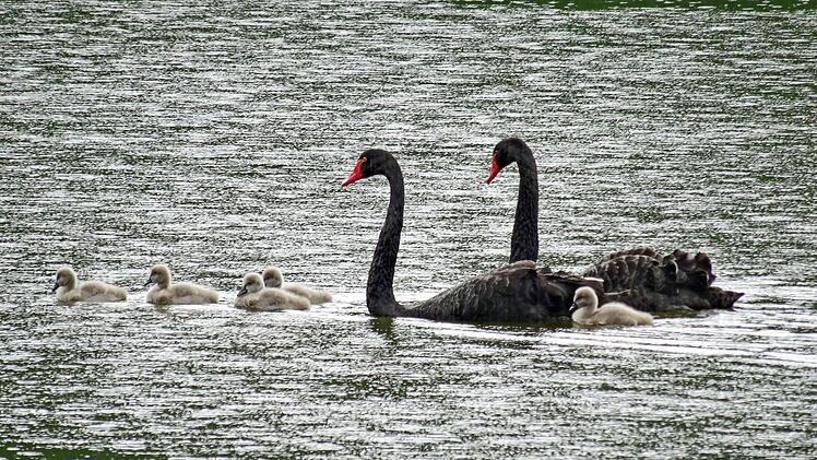 Die schwarzen Schwäne in der Rosenau haben Nachwuchs bekommen. Parallel dazu haben Mitarbeiter der Schloss- und Gartenverwaltung Coburg ein neues Schwanenhäuschen nach historischem Vorbild gebaut. Als Vorlage für den Bau diente ein um 1850 entstandener "Entwurf zu einem Schwanenhäuschen auf die Herzogliche Rosenau". Fotos: Jochen Berger