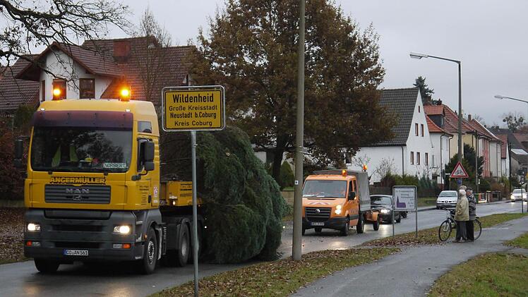 Kommt aus Wildenheid, schmückt den Neustadter Markt: eine 15 Meter hohe Nordmanntanne. Foto: Berthold Köhler