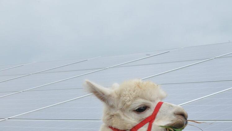 Alpaka Catull darf mit seinen Artgenossen auf den Ausgleichsflächen zum Solarpark weiden.