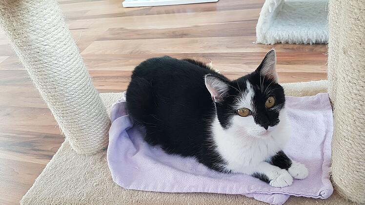 Tierheim Bamberg: Katze Farfalla und ihre fünf Babys suchen Zuhause - "lange auf sich gestellt"