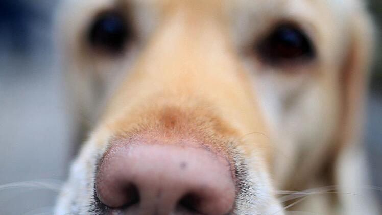 Die Polizei warnt Hundebesitzer in Burghaslach vor Giftködern. Symbolfoto: dpa