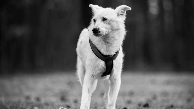 Tierheim Nürnberg: "Flocke" hat es "leider nicht geschafft"