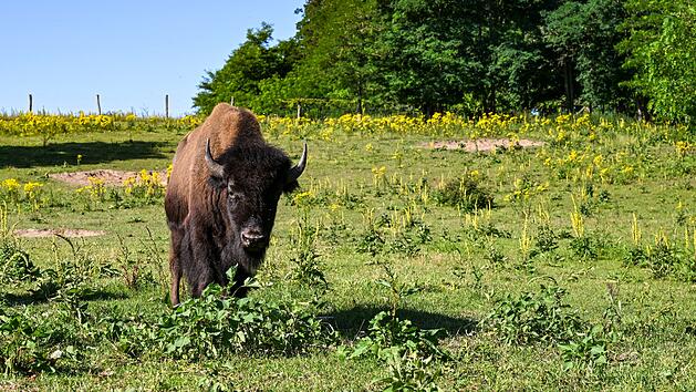 Bisons in der Oberpfalz ausgebüxt