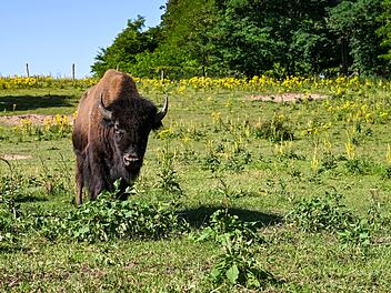 Bisons in der Oberpfalz ausgebüxt Bisons in der Oberpfalz ausgebüxt