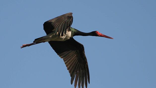 An hei&szlig;en Sommertagen kann man manchmal einen Schwarzstorch am Himmel kreisen sehen. LBV-Archiv/Zdenek Tunka